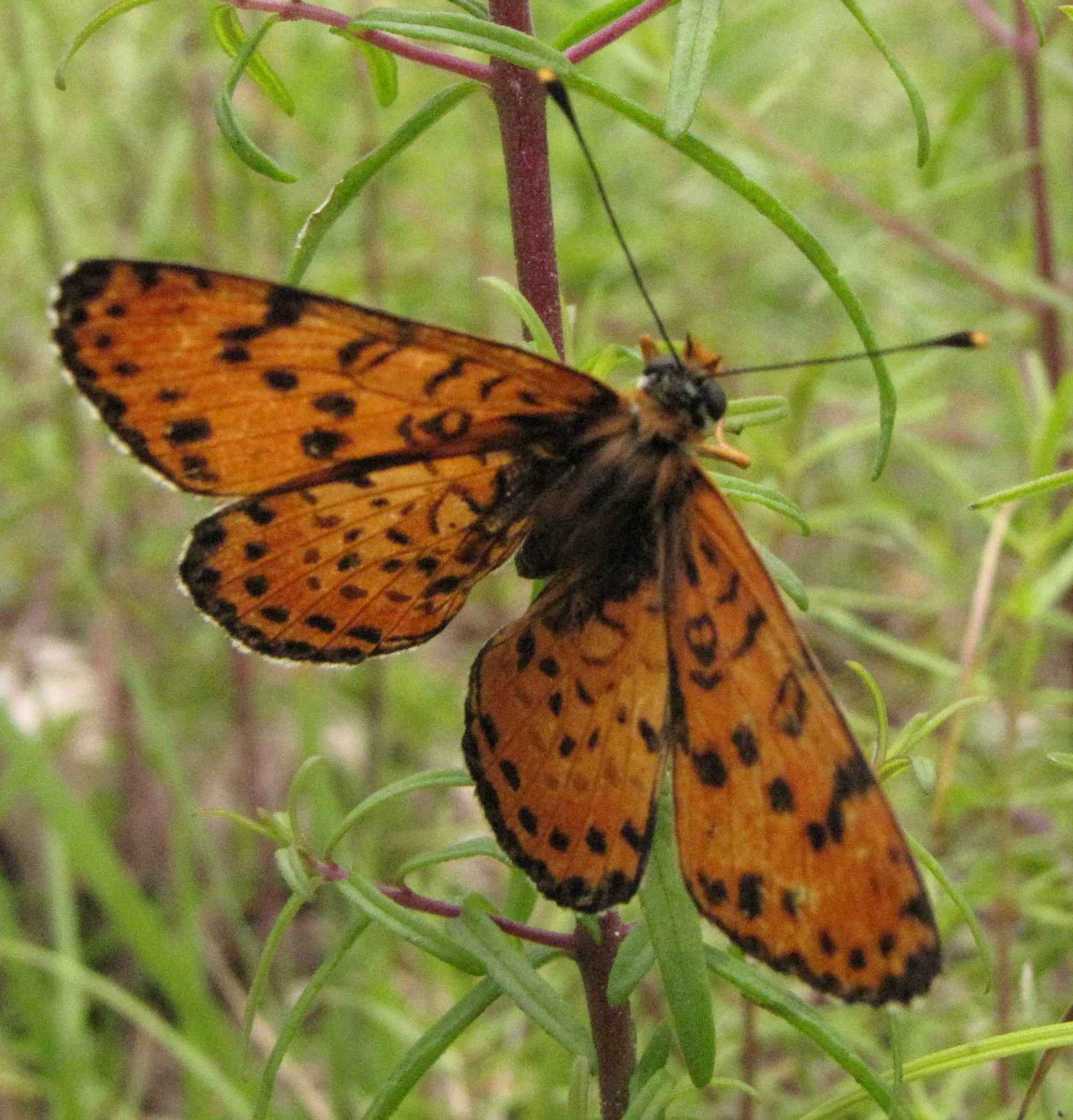 melitea trivia? - No, Melitaea didyma (maschio)